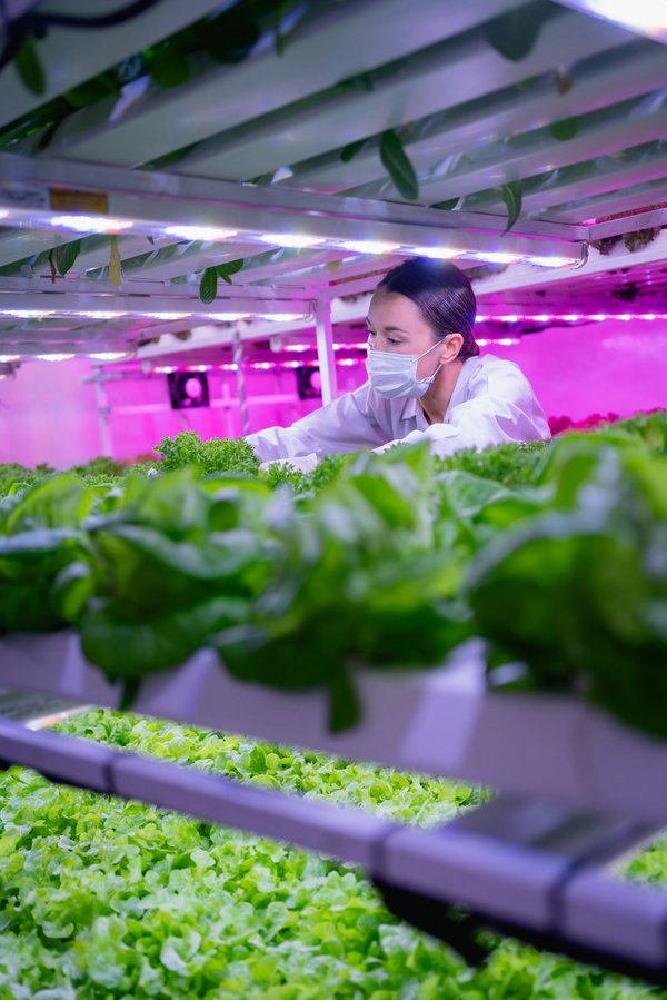 LED horticole pour les professionnels : solution idéale pour les professionnels de la culture